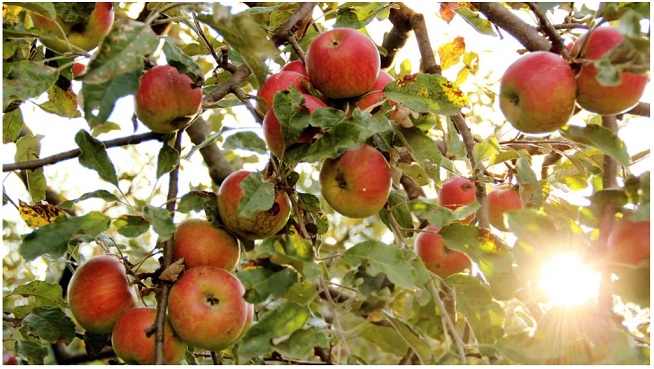Benarkah Pohon Buah Memasuki Masa Tumbuh di Bulan April ?
